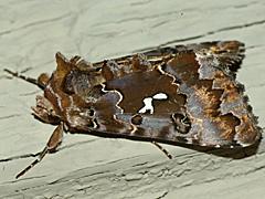 Noctuid Moth